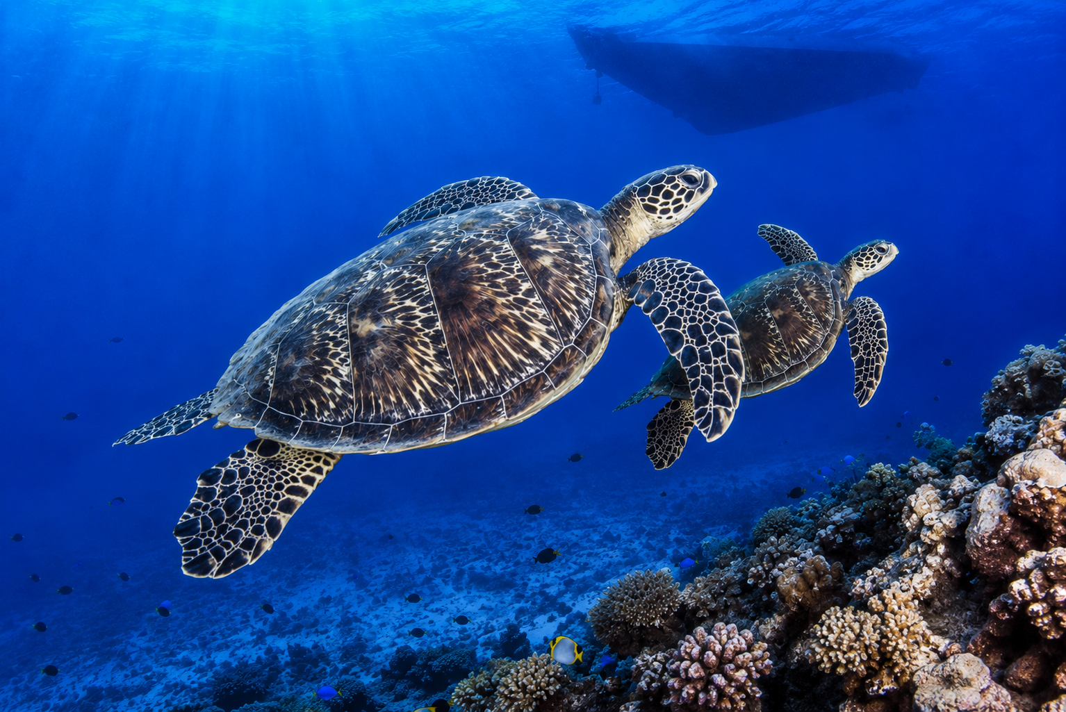 Tortues marines dans le lagon de Tahiti